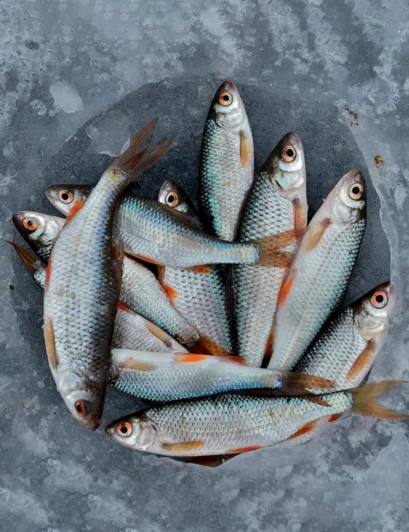 20 Best Fish to Eat That Are Super Tasty